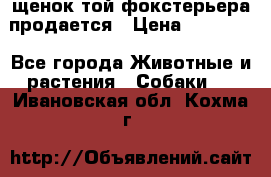 щенок той-фокстерьера продается › Цена ­ 25 000 - Все города Животные и растения » Собаки   . Ивановская обл.,Кохма г.